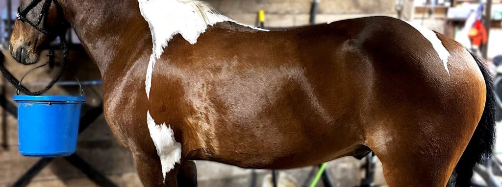 Taz 4 months after horseshine