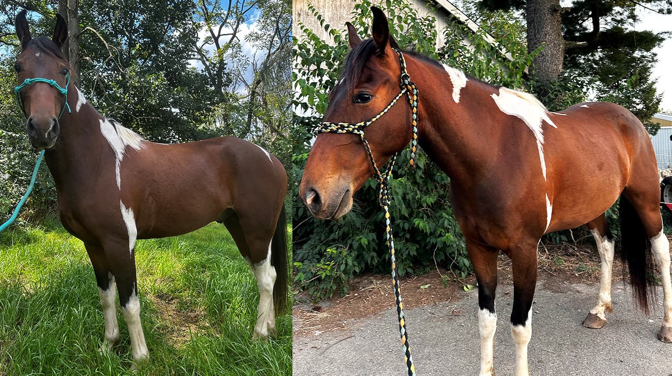 Taz 4 months after horseshine outside