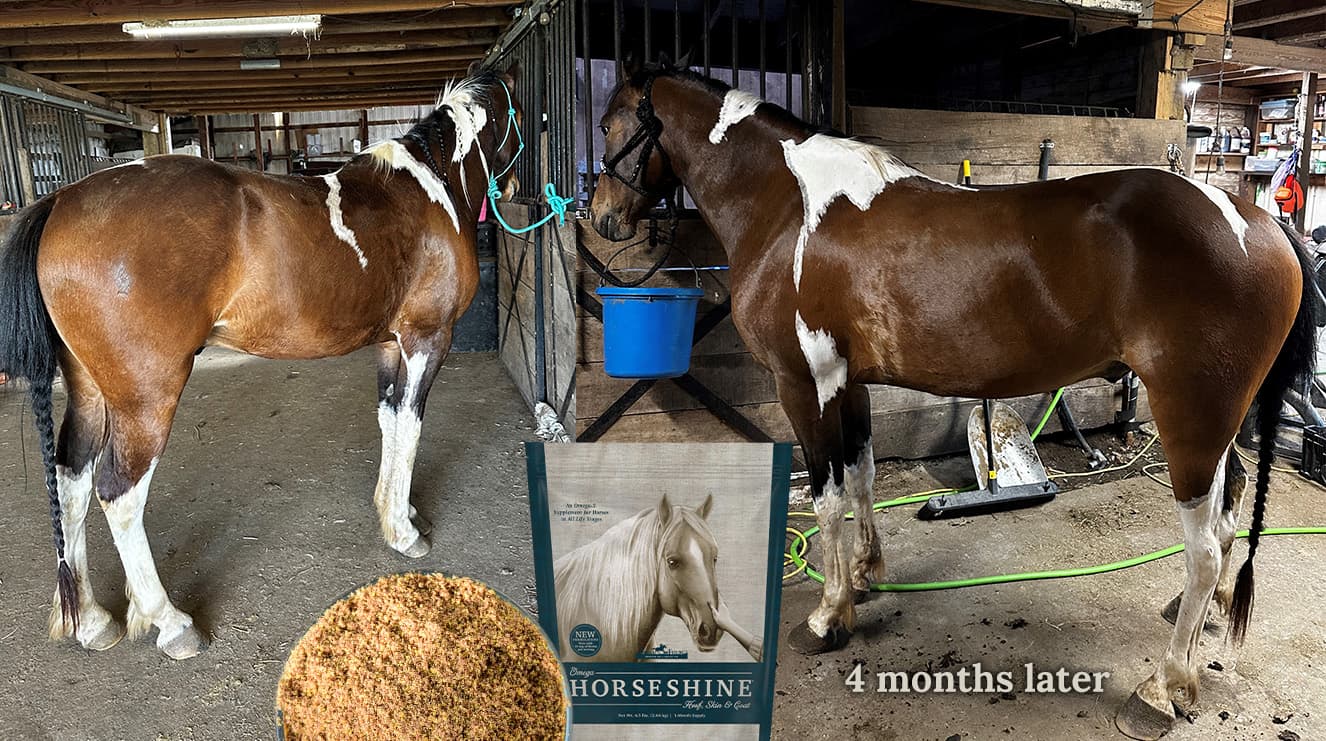Taz 4 months after horseshine product