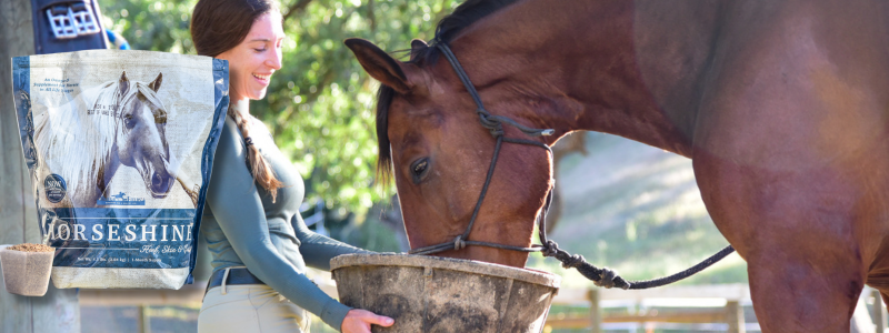 Horseshine supplement feeding your horse