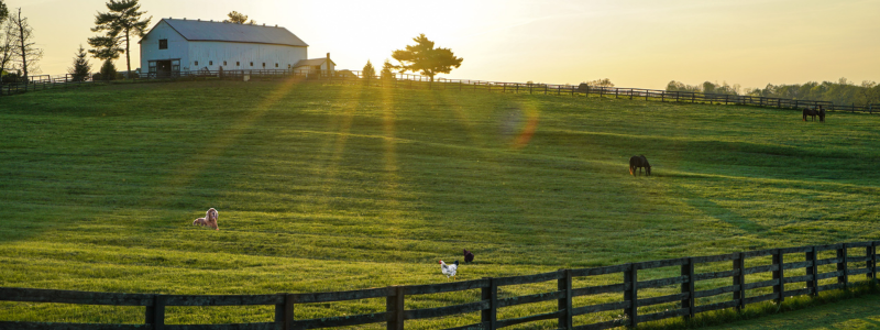 farm with horses dogs and chickens