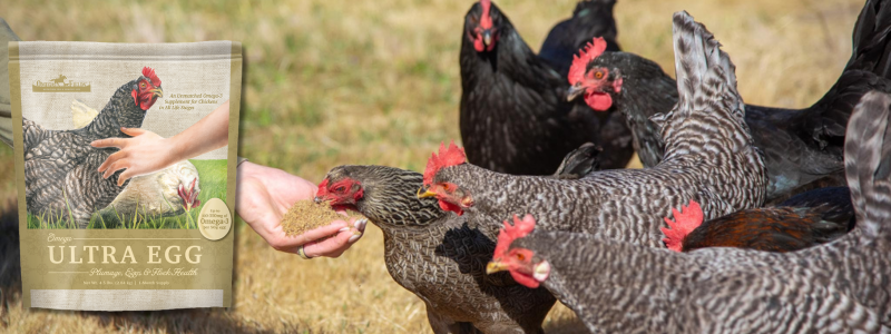 ultra egg chicken supplement